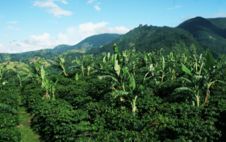 Giamaica Blue Mountain