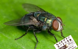 Il Caffè Contro Le Mosche