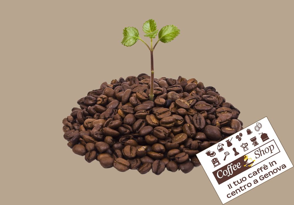 Sostenibilità nelle Capsule di Caffè: Il Futuro del Caffè e delle capsule compostabili