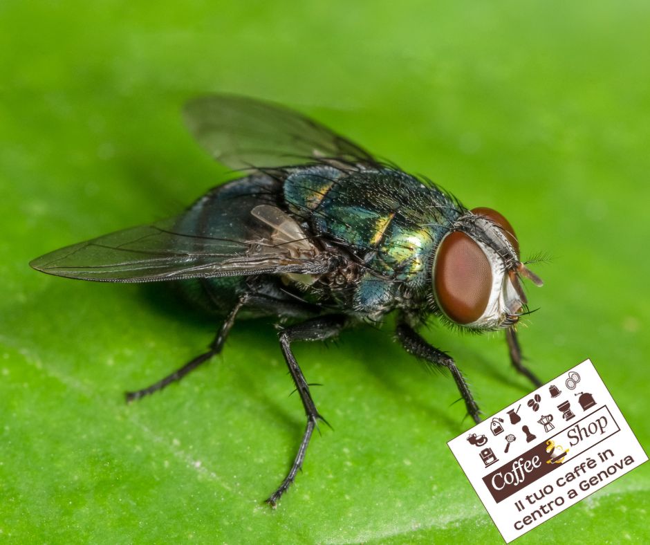 Il Caffè Contro Le Mosche <strong>Il Caffè: Un Sorprendente Rimedio Contro le Mosche</strong>